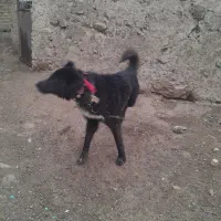 سگ قدریجونی