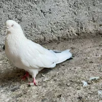 دم سبز