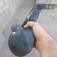 کفتر نر و ماده بالغ|پرنده|شهریار, شهرک بهاران (ویره)|دیوار