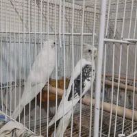 ۷ جفت عروس هلندی البینو دوکت البینو خالص.|پرنده|تربت جام, میان جام|دیوار