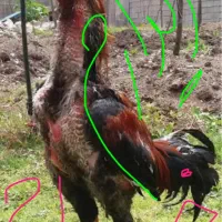 جوجه خروس و خروس لاری مرغگیر