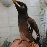 جوجه مینا