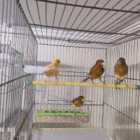 تعدادی قناری رسمی|پرنده|همدان, |دیوار