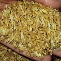 گندم|عمده‌فروشی|مسجد سلیمان, |دیوار