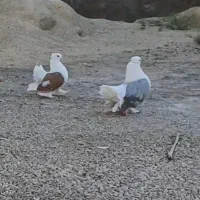 دمچتری آمریکایی