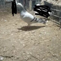 بلغاری اصل رنگ خاص