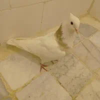 طوقی|پرنده|نسیم‌شهر, |دیوار