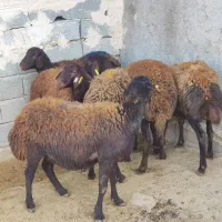 بره ماده شیشک افشار و قزل افشار|حیوانات مزرعه|محمدیه-قزوین, |دیوار