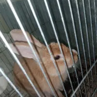 سرپرستی خرگوش