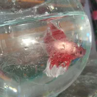 ماهی فایتر هالفمون|ماهی|اصفهان, لیمجیر|دیوار