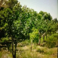 کاهو-باغچه-400متری