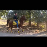 اسب فروشی ۶ ساله کرد سردم گیر هیکل هرکول