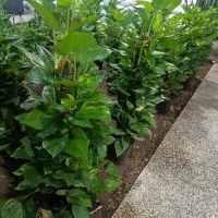 فروش انواع گل وگلدان تعویض خاک گلدان درمنزل