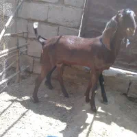 فروش بزغاله پنجابی