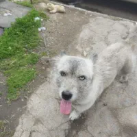 سگ پاکوتاه دم روباهی نژاد کمیاب و استثنایی