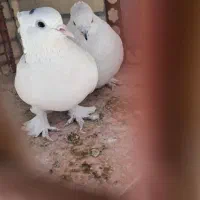 کفتر عالی مایه