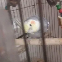 عروس هلندی نر مست آماده جفت گیری|پرنده|دوگنبدان, |دیوار