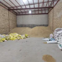 فروش  تناژ جو درجه یک دیم و آبی به شرط|خدمات باغبانی و درختکاری|بروجرد, |دیوار