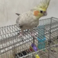 عروس هلندی نر و ماده