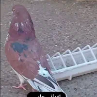 کبوتر قرمز چاپی