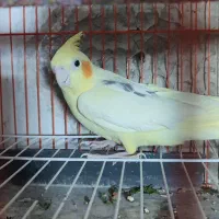 عروس هلندی آلبینو مهر.. لوتینو تک خال زعفرونی ماده|پرنده|تایباد, |دیوار