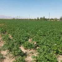 اجاره زمین کشاورزی آبی قصر شیرین