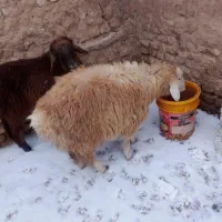 بره نر تکی و تعداد و بز غاله