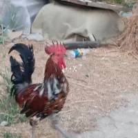 خ ر و س