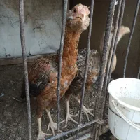 جوجه لاری برزیلی یا کوکو|حیوانات مزرعه|تربت‌حیدریه, بیمارستان رازی|دیوار