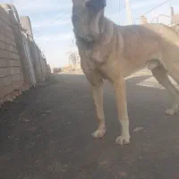فروش سگ|سگ|شامکان, |دیوار