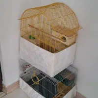 قفس قناری مرغ عشق فنچ