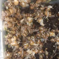 حلزون آلبینو