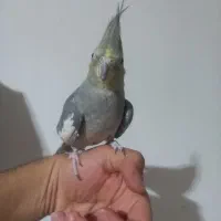 عروس هلندی نر و ماده|پرنده|هشتگرد, سیف آباد|دیوار