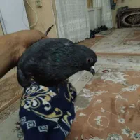 کفتر|پرنده|قم, صفائیه|دیوار