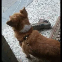 سگ روباهی معاوضه یا فروش|سگ|قهدریجان, |دیوار