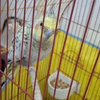 عروس هلندی ماده