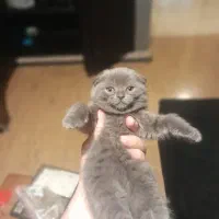 گربه های اسکاتیش‌و‌بریتیش|گربه|سنندج, |دیوار