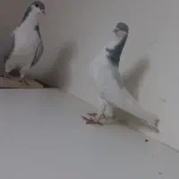 شصتی نر بدرنگ ماده|پرنده|اقبالیه, |دیوار