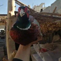 مرغ و خروس|حیوانات مزرعه|شیراز, کوشک میدان|دیوار