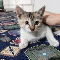 فندق کوچولو