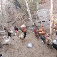 مرغ محلی آبپخش.خروس