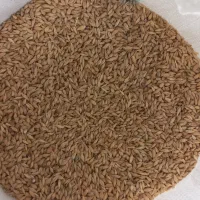 فروش جو و ذرت