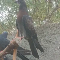 پرش . ابادانی . زاغ و سبز و ابری