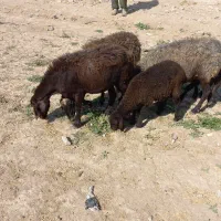 میش قزل افشار جوان.گوسفند.بره|حیوانات مزرعه|کوهسار (البرز), |دیوار