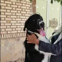 سگ نرگمشده مژدگانی محفوظ