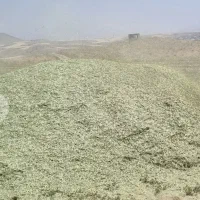 فروش کاه یونجه خالص
