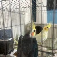 جفت عروس هلندی