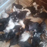 جوجه سلطان دوماهه قیمت عالی