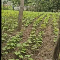 لاهیجان دو خواب ویلا باغ سند تک برگ|فروش خانه و ویلا|لاهیجان, بوجایه|دیوار