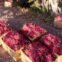 زرشک تازه قاینات شرعی رسید|خوردنی و آشامیدنی|مشهد, شهرک ابوذر|دیوار